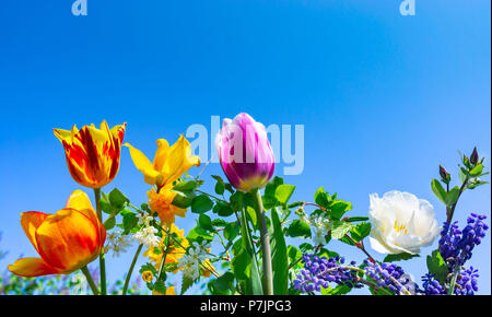 Tulipes colorées, muscaris et vexille en face de ciel bleu Banque D'Images