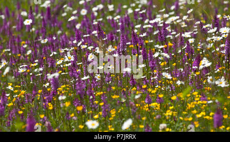 La floraison pré avec Dactylorhiza Traunsteinerii, marguerites et Lotus alpinus Banque D'Images