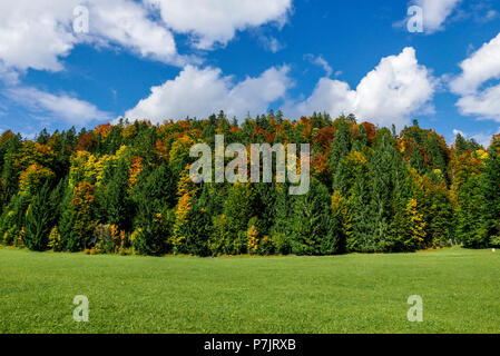 Mélange d'automne la forêt de conifères, de prairies ci-dessous, Haute-Bavière Banque D'Images