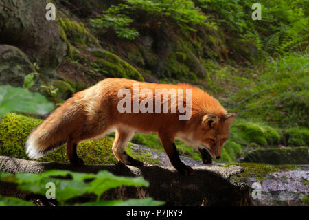 Le renard roux, Vulpes vulpes dans une forêt, Bavaria, Germany, Europe Banque D'Images