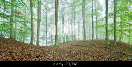 L'Allemagne, de Mecklembourg-Poméranie occidentale, parc national de Müritz, Teilgebiet Serrahn, UNESCO World Heritage - site naturel, forêts primaires de hêtres des Carpates et forêts de hêtre ancien de l'Allemagne, sans forêt de hêtres avec brouillard Banque D'Images