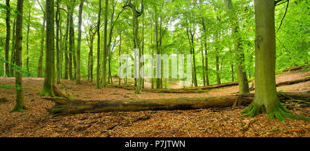 L'Allemagne, de Mecklembourg-Poméranie occidentale, parc national de Müritz, Teilgebiet Serrahn, UNESCO World Heritage - site naturel, forêts primaires de hêtres des Carpates et forêts de hêtre ancien de l'Allemagne, sans forêt de hêtres avec beaucoup de bois mort Banque D'Images