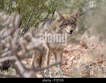 Coyote dans le désert de Sonora en Arizona Banque D'Images