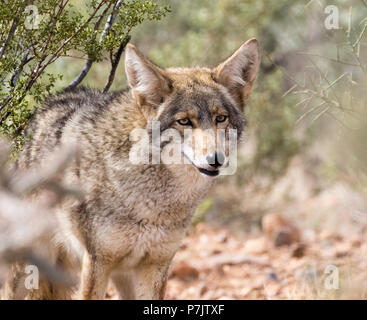 Coyote dans le désert de Sonora en Arizona Banque D'Images