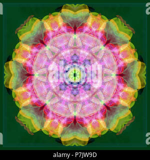 Mandala fleur photographique, rose, rose, jaune, vert, Banque D'Images