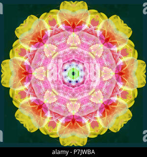 Mandala fleur photographique, rose, rouge, jaune, vert foncé, Banque D'Images