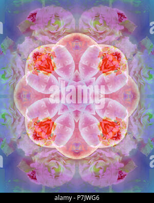 Mandala fleur photographique, rose, rose, violet, Banque D'Images