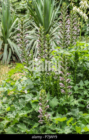 Acanthus plante balkanicus en fleur Banque D'Images