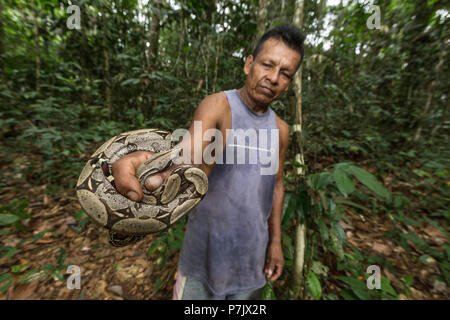 Guide Local avec un Red-tailed boa constricteur, Boa constrictor constrictor, occasionnels, d'atterrissage, Loreto Perou Banque D'Images