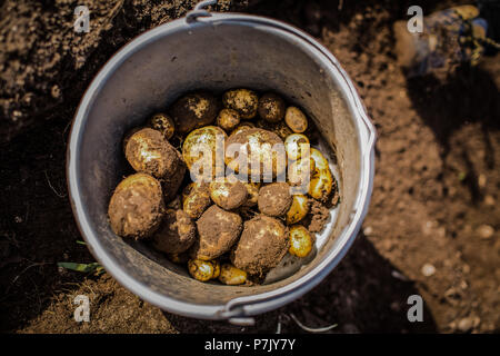 Les pommes de terre en métal godet, récolte de pommes de terre, le sol Banque D'Images