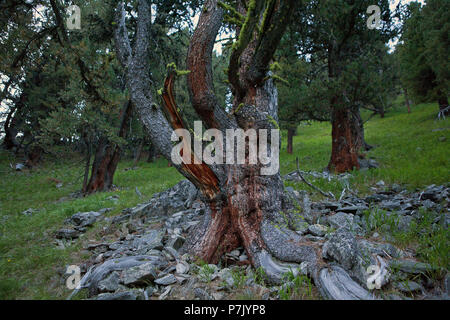 En pin suisse immaculées, Pinus cembra Banque D'Images