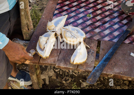 Un tranchage ? ?durian fruit à Sumatra, Indonésie, Banque D'Images