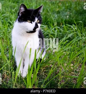 Chat noir et blanc assis dans l'herbe Banque D'Images