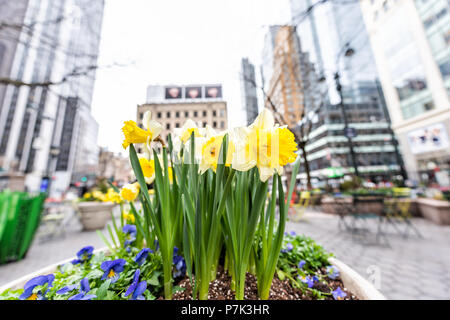 Gros plan macro de jonquille printemps fleurs jaunes en milieu urbain New York City, USA, le street NYC Midtown Herald Square Greeley Square Park, personne n'en Corée Banque D'Images