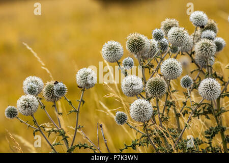 Nepeta faassenii, globe thistle Banque D'Images