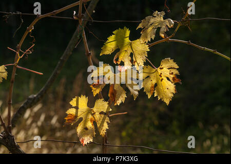 Feuilles d'automne jaunrées du vignoble de Montepulciano d'Abruzzo.Abruzzes, Italie, Europe Banque D'Images