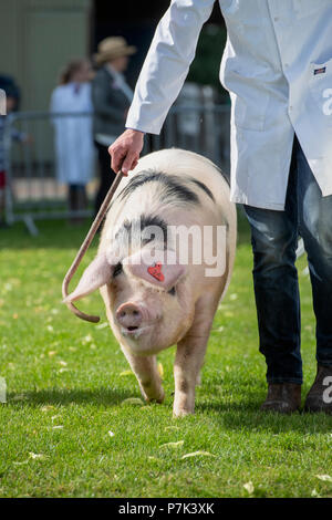 Sus scrofa domesticus. Le vieux quartier de Gloucester est présenté à un spectacle agricole. ROYAUME-UNI Banque D'Images