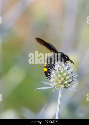 Megascolia maculata, wasp de mammouth sur Eryngium plante. Banque D'Images