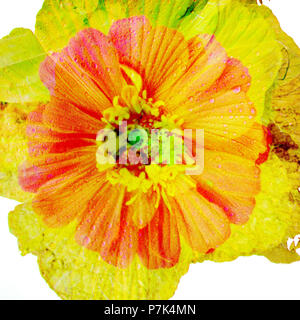 Photomontage, fleurs, jaune, orange, Banque D'Images