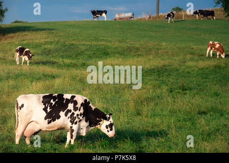 Campagne paysage estival avec un troupeau de vaches laitières Holstein, le pâturage sur une colline, dans la lumière du matin, près de Schwabisch Hall, en Allemagne. Banque D'Images