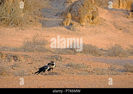 Deux pied de corbeau, Corvus albus, dans le sable dans la zone côtière de la Namibie, ? ?Skeleton Coast Park Banque D'Images