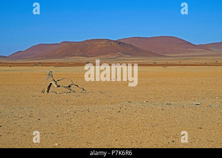 Widly et désertique, baragouinent plaines avec arbres partiellement séché en face de montagnes en Namibie dans la zone Brandberg-West Banque D'Images