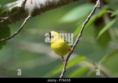 Un Chardonneret jaune (Spinus tristis) se bloque sur une branche dans un arbre sur Cape Cod, Massachusetts, USA Banque D'Images