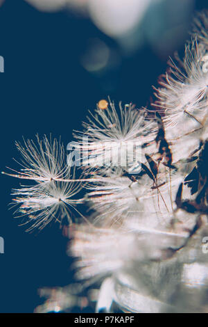 Blowball, seeds, close-up Banque D'Images