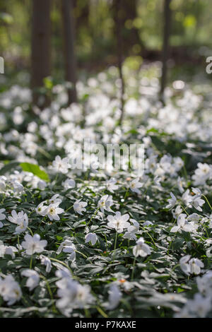 Tapis de Fleurs d'anémone des bois Anemone nemorosa, rétroéclairage à, Ranunculaceae, Banque D'Images