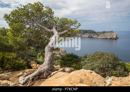 Vue depuis la côte ouest de l'île Sa Dragonera (Dragon) de l'Île, près de Sant Elm, Majorque, Îles Baléares, Espagne Banque D'Images