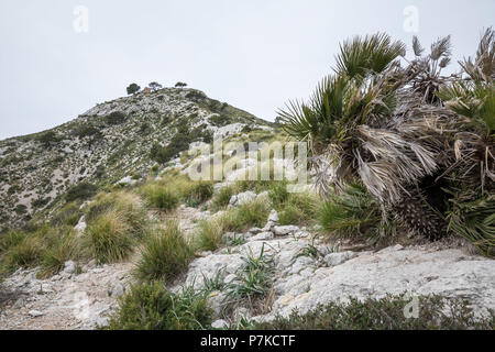 Vue du sommet de la Talaia d''Alcúdia, randonnée sur la péninsule d'Alcudia, Majorque, Iles Baléares, Espagne Banque D'Images