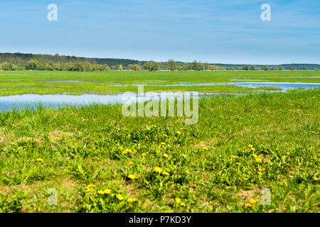 Le Brandebourg, de l'Oder, paysage, prairie Banque D'Images