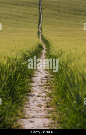 Princes Risborough, UK. 6 juillet, 2018. Un chemin à travers un champ de blé près de Chequers, le Premier Ministre, la résidence officielle du pays. Credit : Mark Kerrison/Alamy Live News Banque D'Images