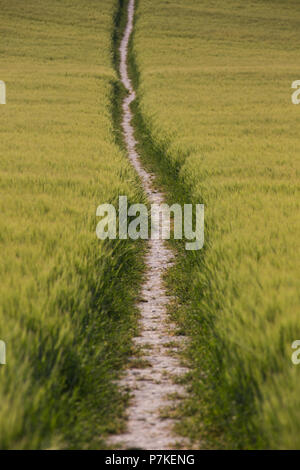 Princes Risborough, UK. 6 juillet, 2018. Un chemin à travers un champ de blé près de Chequers, le Premier Ministre, la résidence officielle du pays. Credit : Mark Kerrison/Alamy Live News Banque D'Images