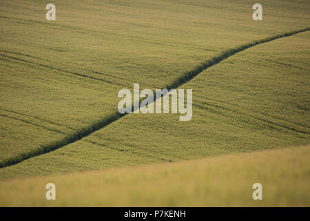 Princes Risborough, UK. 6 juillet, 2018. Un chemin à travers un champ de blé près de Chequers, le Premier Ministre, la résidence officielle du pays. Credit : Mark Kerrison/Alamy Live News Banque D'Images