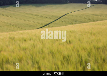 Princes Risborough, UK. 6 juillet, 2018. Un chemin à travers un champ de blé près de Chequers, le Premier Ministre, la résidence officielle du pays. Credit : Mark Kerrison/Alamy Live News Banque D'Images