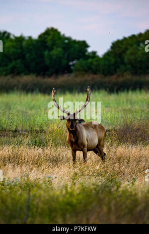 Californie, USA. 6e juillet 2018. Elk avec leurs bois en velours au San Luis National Wildlife Refuge dans la vallée centrale Crédit : John Crowe/Alamy Live News Banque D'Images