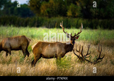 Californie, USA. 6e juillet 2018. Elk avec leurs bois en velours au San Luis National Wildlife Refuge dans la vallée centrale Crédit : John Crowe/Alamy Live News Banque D'Images