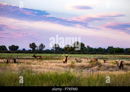 Californie, USA. 6e juillet 2018. Elk avec leurs bois en velours au San Luis National Wildlife Refuge dans la vallée centrale Crédit : John Crowe/Alamy Live News Banque D'Images