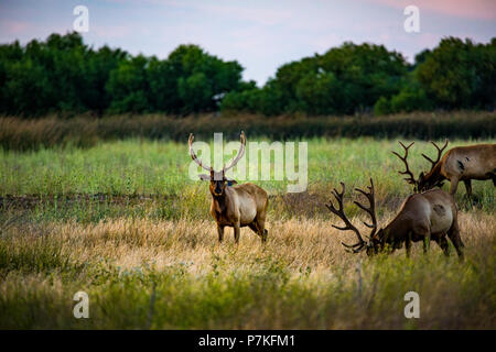 Californie, USA. 6e juillet 2018. Elk avec leurs bois en velours au San Luis National Wildlife Refuge dans la vallée centrale Crédit : John Crowe/Alamy Live News Banque D'Images