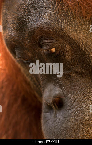 Portrait d'une femelle orang-outan en parc national de Gunung Leuser Banque D'Images