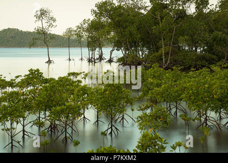 Les jeunes forêts de mangrove au coucher du soleil à Pulau Weh Banque D'Images