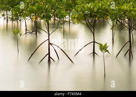 Les jeunes forêts de mangrove au coucher du soleil à Pulau Weh Banque D'Images