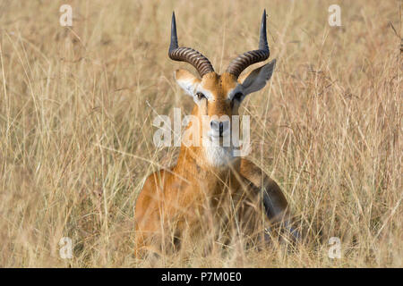 Impala, Kob, Aepyceros melampus Ram, l'Antilope mâle,Parc national Queen Elizabeth, Afrique de l'Est de l'Ouganda Banque D'Images