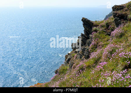 Sea thrift (Armeria maritima) à rocky coast, Polperro, Cornwall, England, UK Banque D'Images