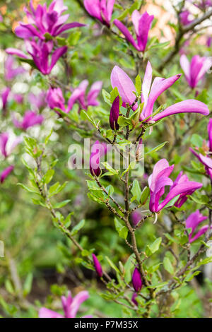 Magnolia en fleurs, Rose Magnolia 'Susan' Banque D'Images