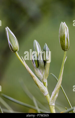 Garden star-de-Bethléem, herbe, Lily, les bourgeons, l'Ornithogalum umbellatum Banque D'Images