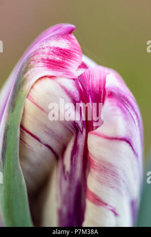 Fleur de tulipe fermée, close-up Banque D'Images