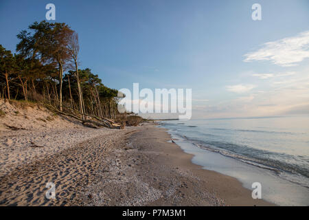 Plage de la mer Baltique, forêt Darß, Poméranie occidentale Lagoon Salon National Park, Mecklenburg-Vorpommern, Allemagne Banque D'Images