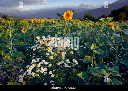 La camomille dans le champ de tournesol à la lumière du matin Banque D'Images